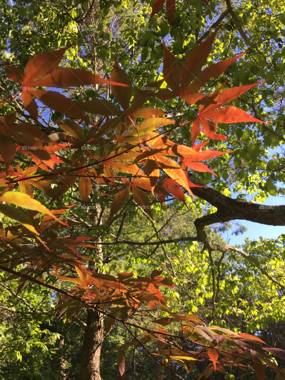 Sunlight through red leaves
