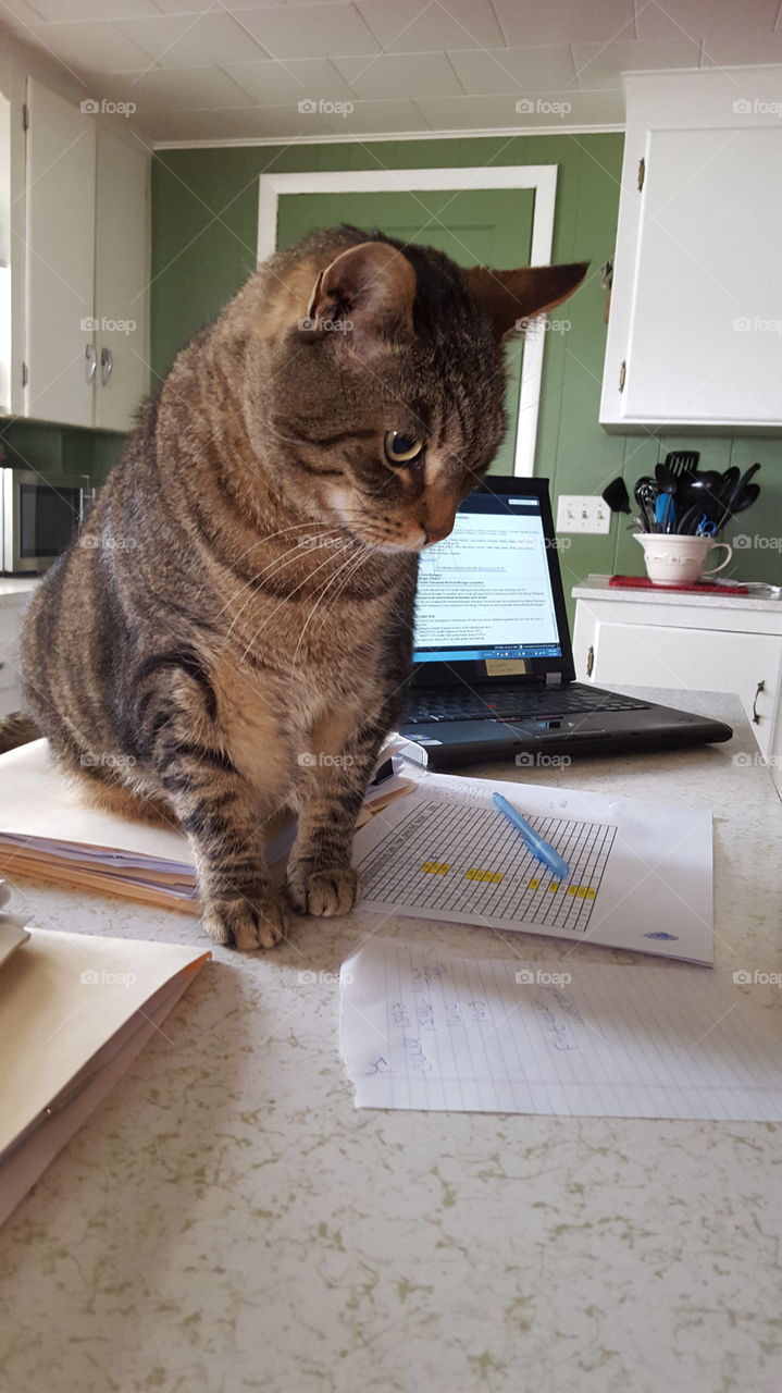 Kitty helping me work!