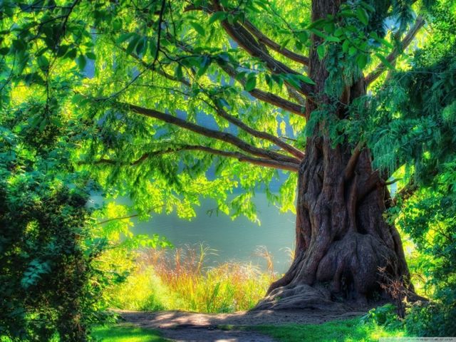 Green tree