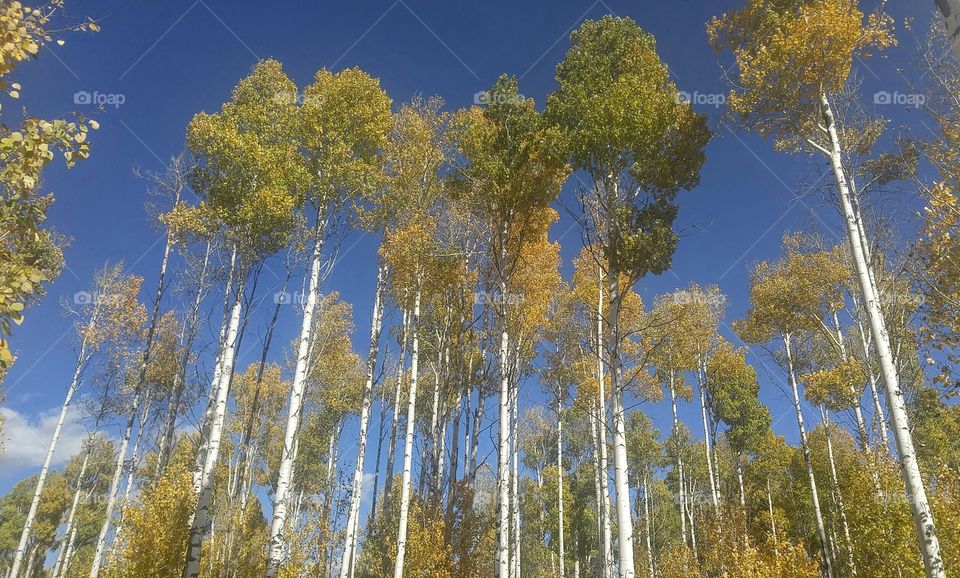 Tall Aspens