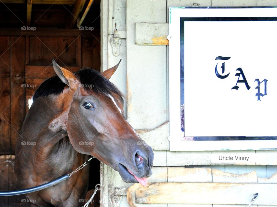 Uncle Vinny. Uncle Vinny, dark brown colt by Uncle Mo, just won the Sanford stakes. Love how he stuck his tongue out at me. Happy😎