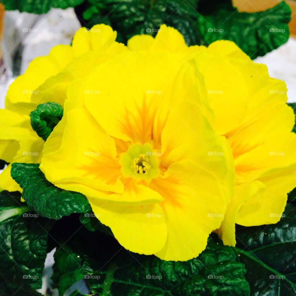 Yellow flower