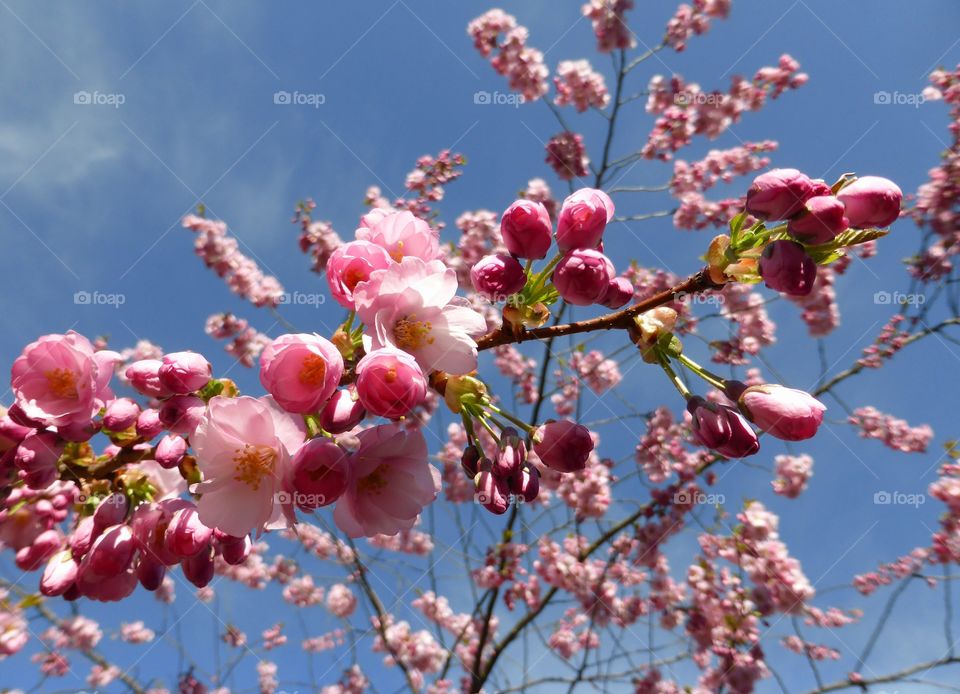 Low angle view of cherry blossom