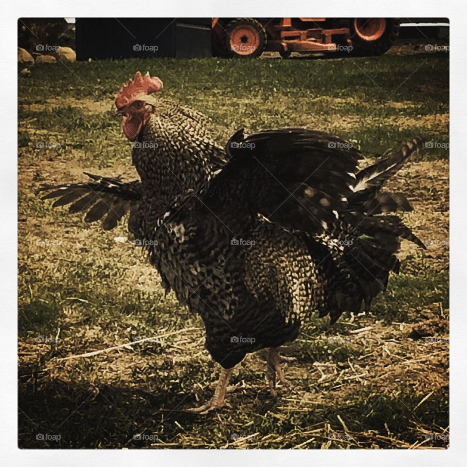 Dancing Rooster