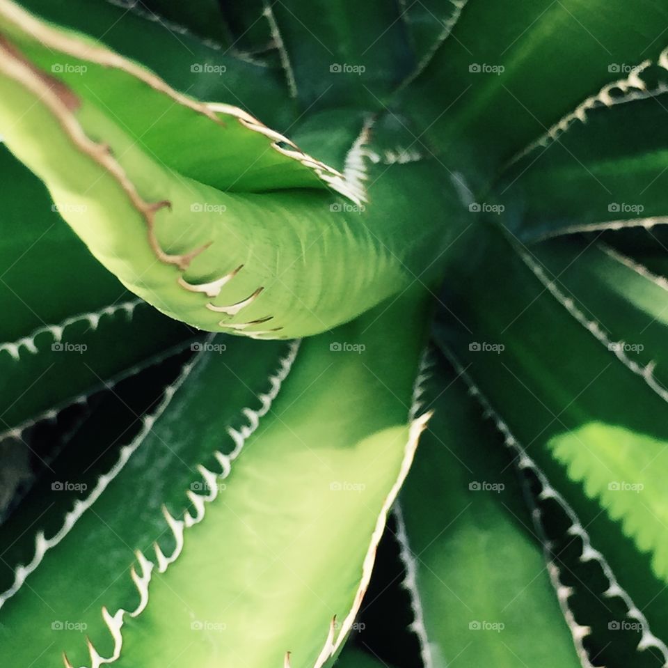 Green succulent