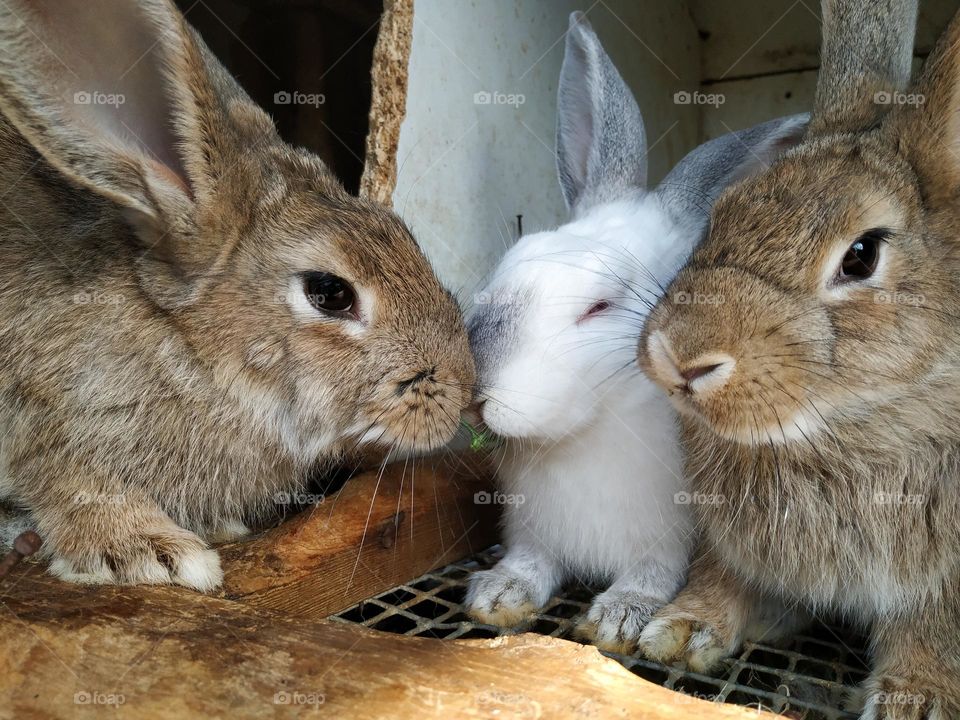 colorful rabbits