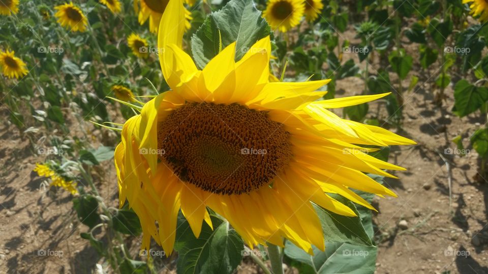 sun flower