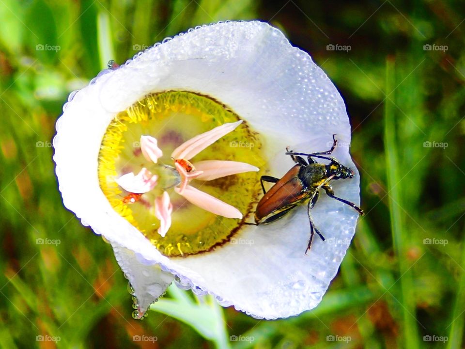 Raindrops and flowers