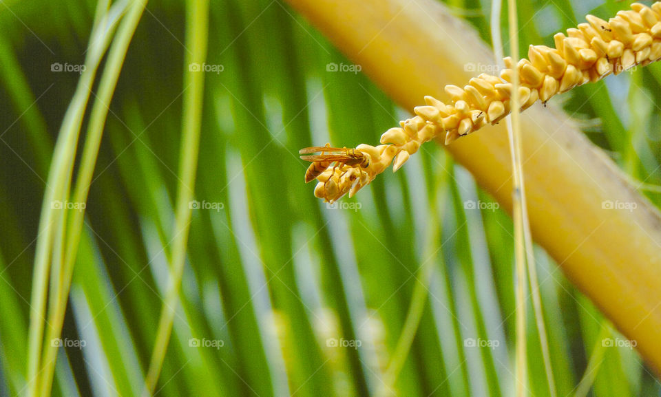 tiny hornet collecting nectar from coconut flower