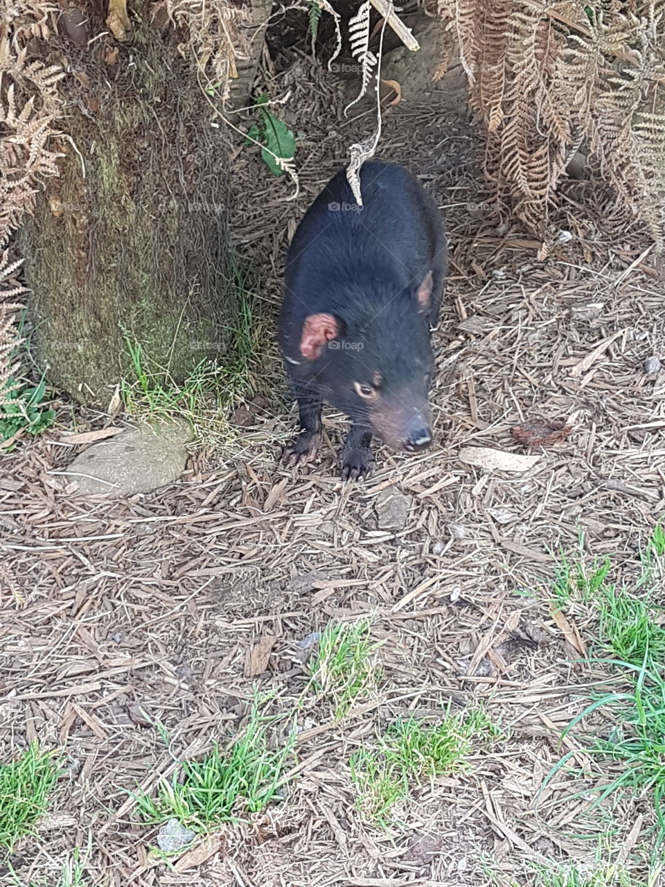 Tasmanian Devil