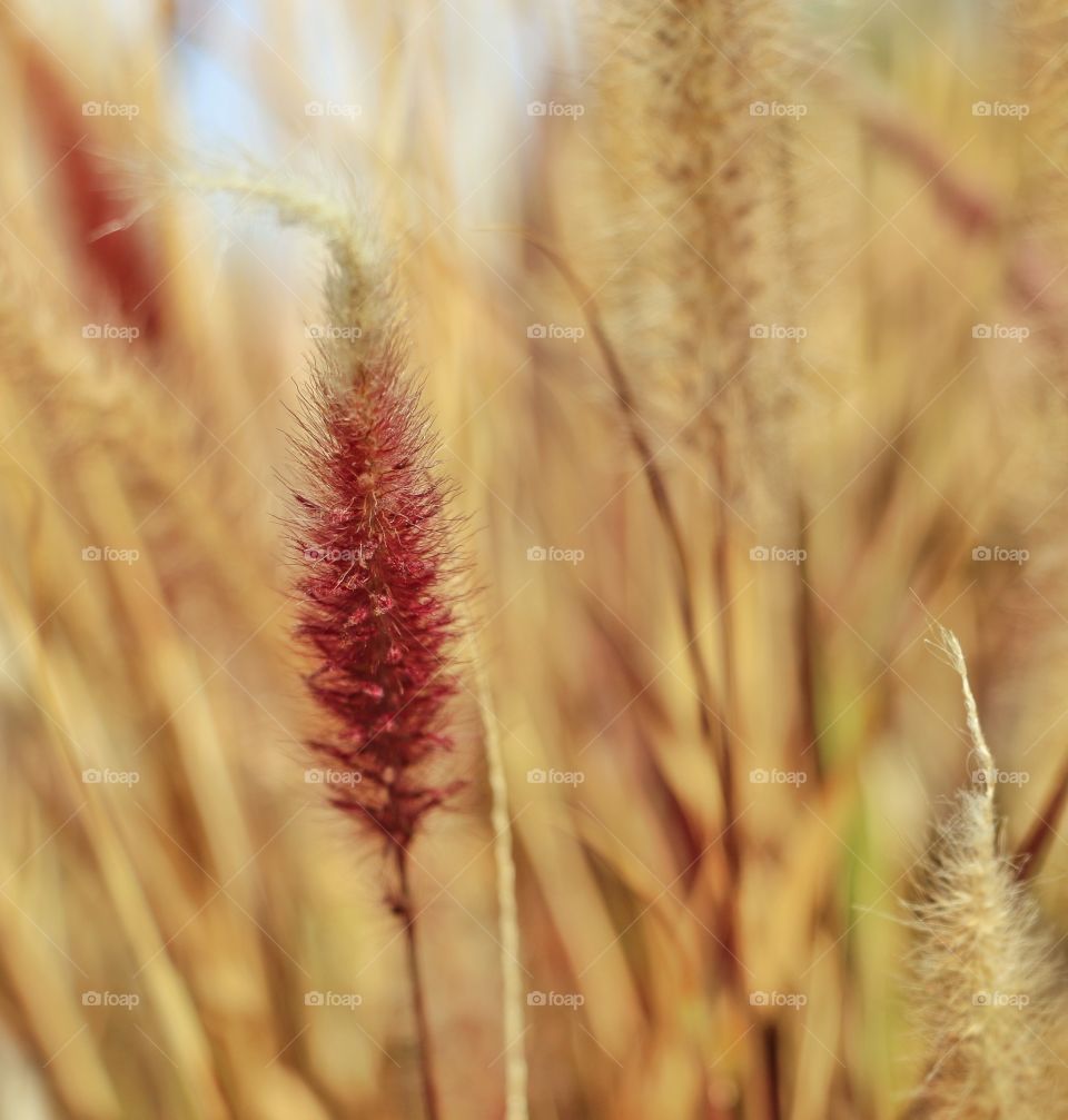 Close-up of wheat field