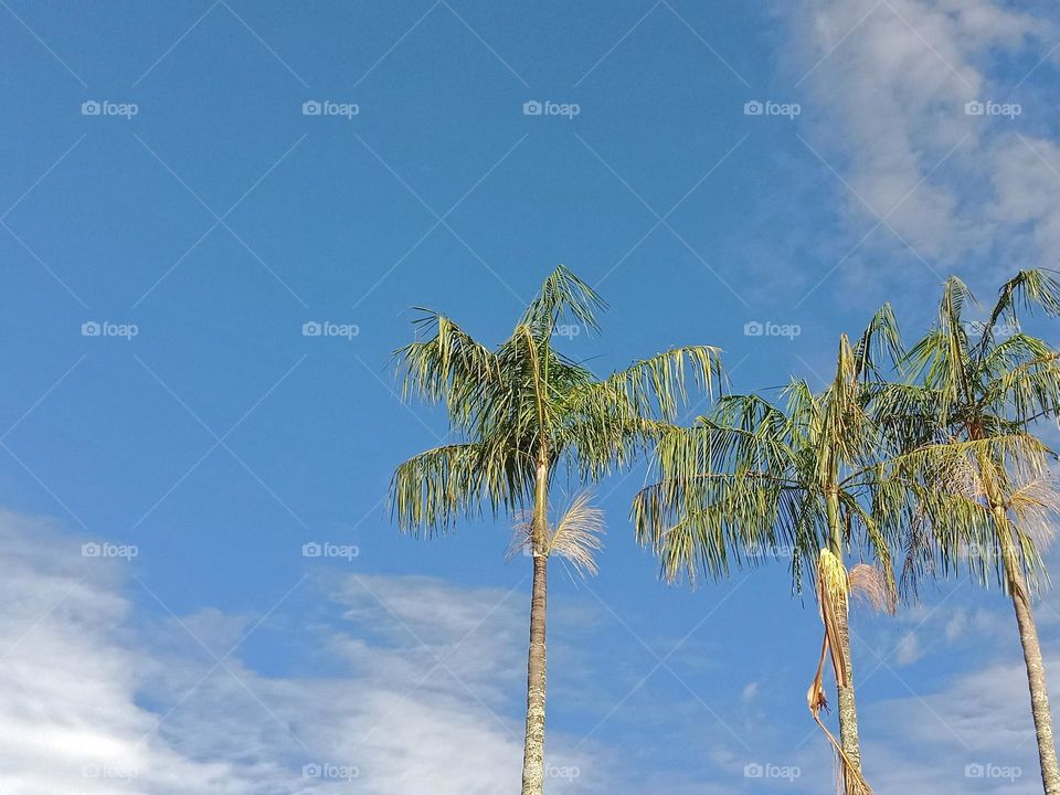 Coconut trees in a sunny morning!