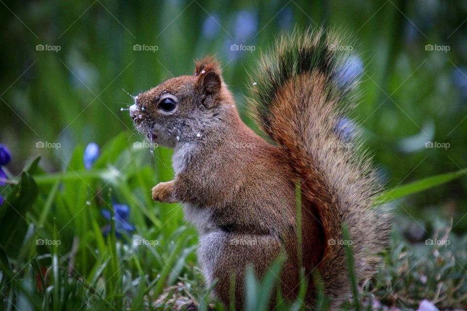 Cute red squirrel