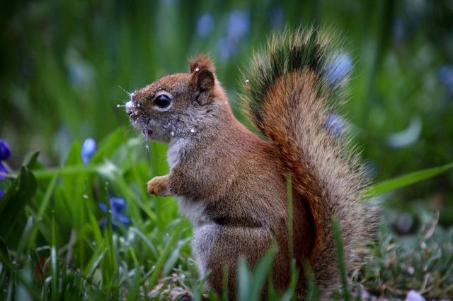 Cute red squirrel