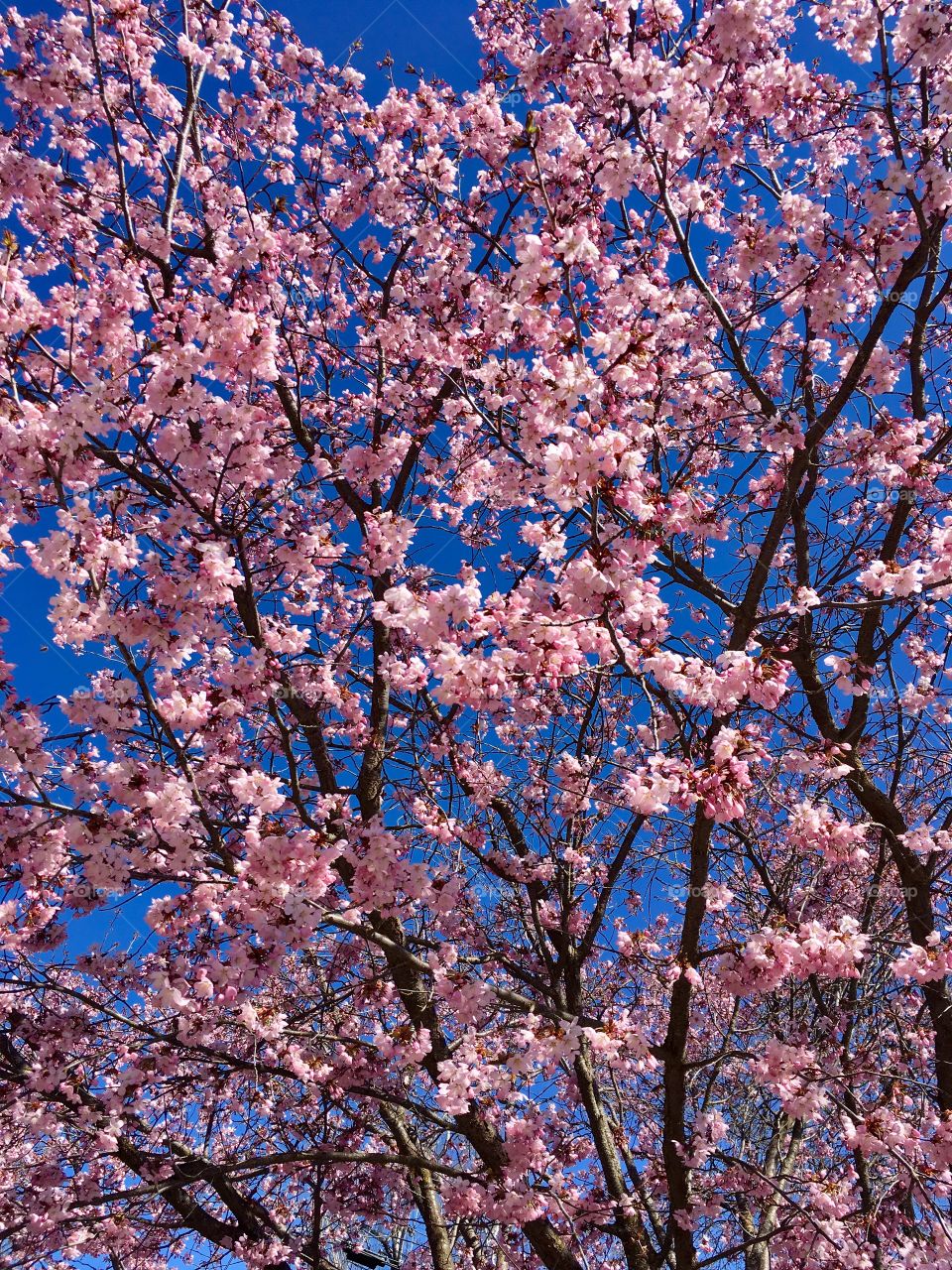 Pink blossoms against the blue sky 