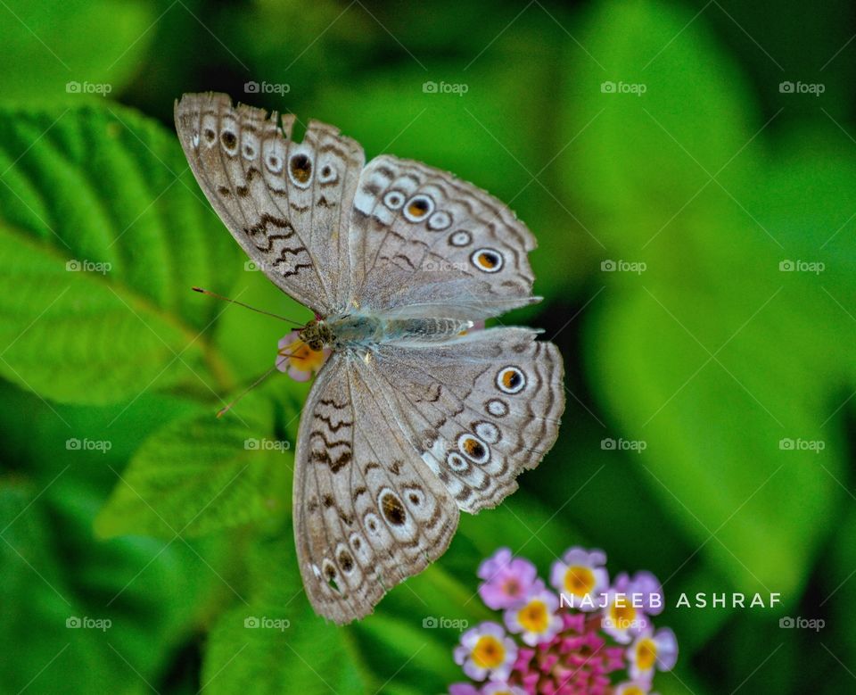 butterfly capturing