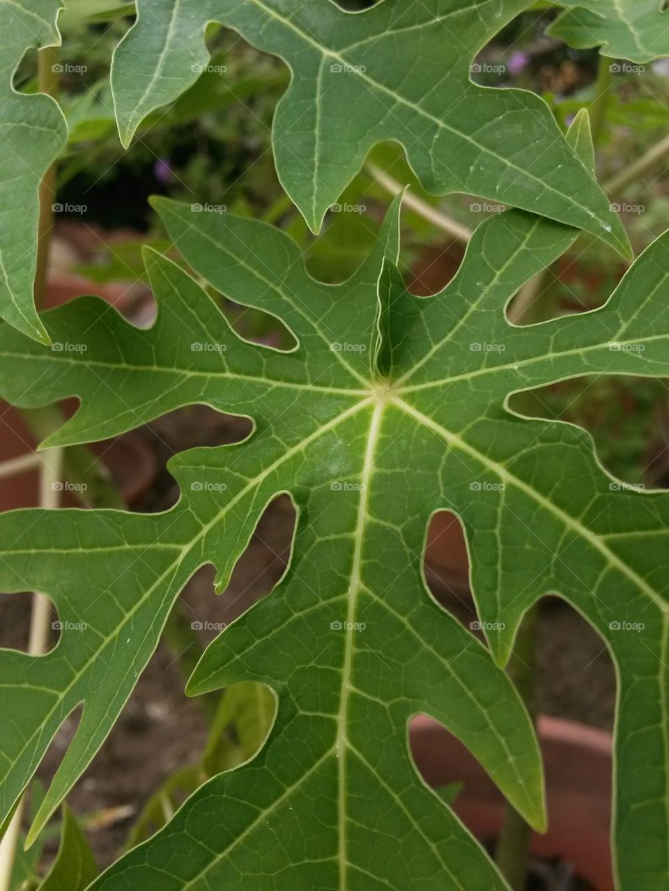 Papaya Leaves