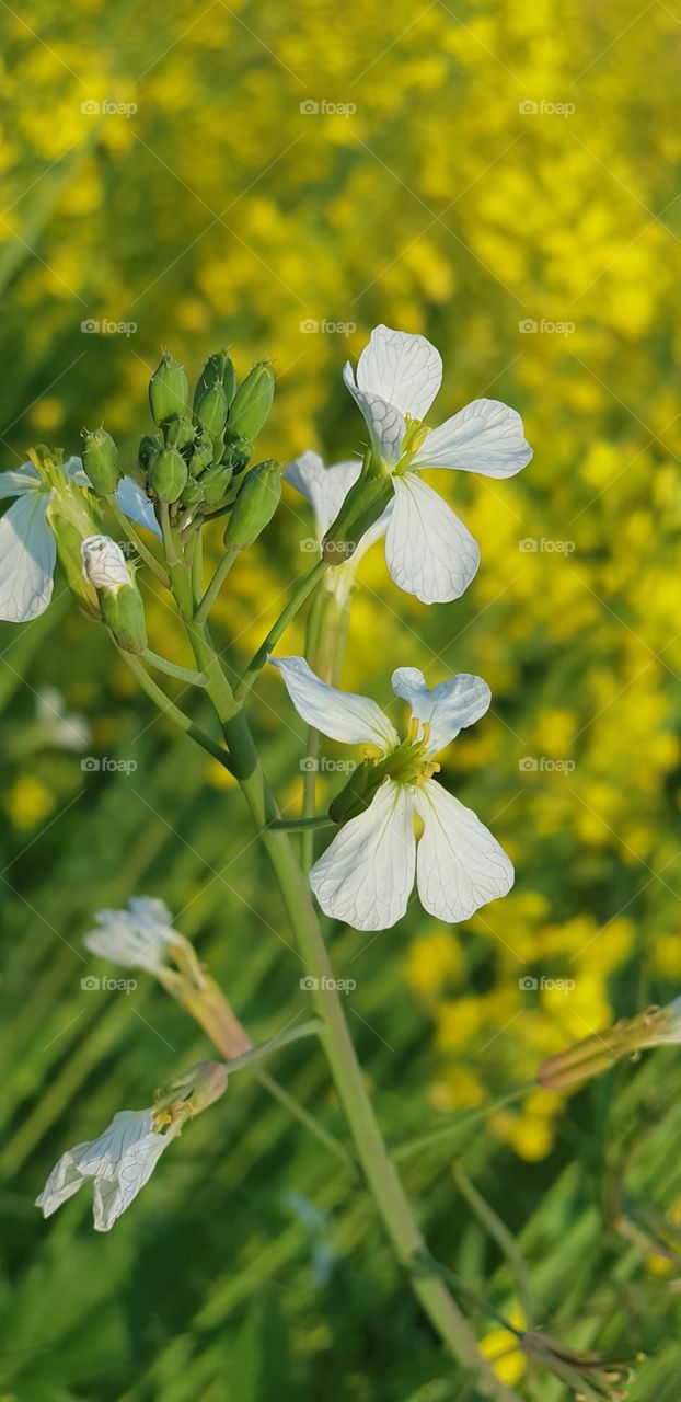 Flowers on the spring
