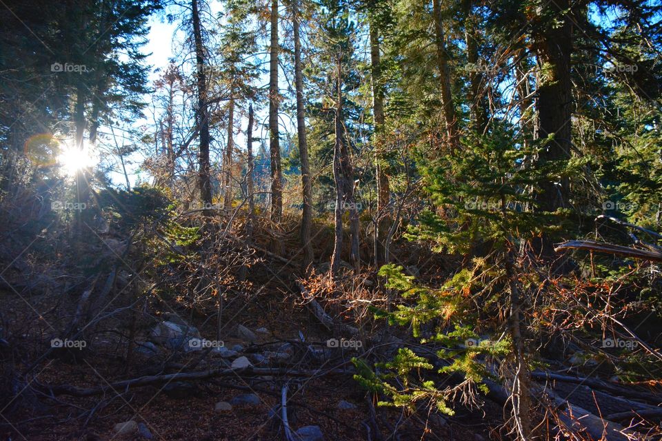 A Place In The Woods