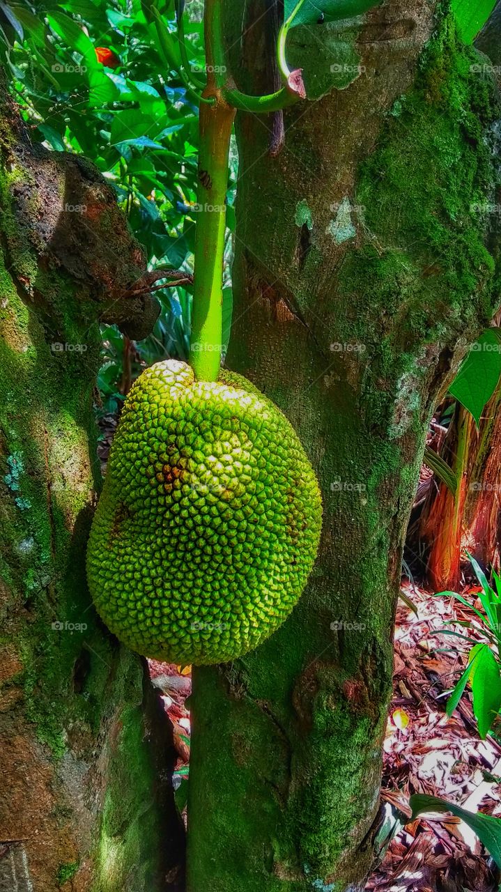 young green jackfruit