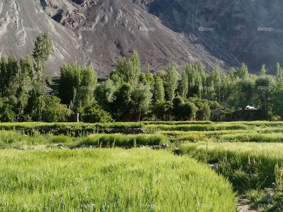 beautiful trees scene of a village in Leh Laddakh called Bongdang Located in state of India Kashmir. That's why it's called heaven on earth.