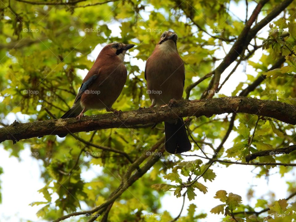 A Jay with its young