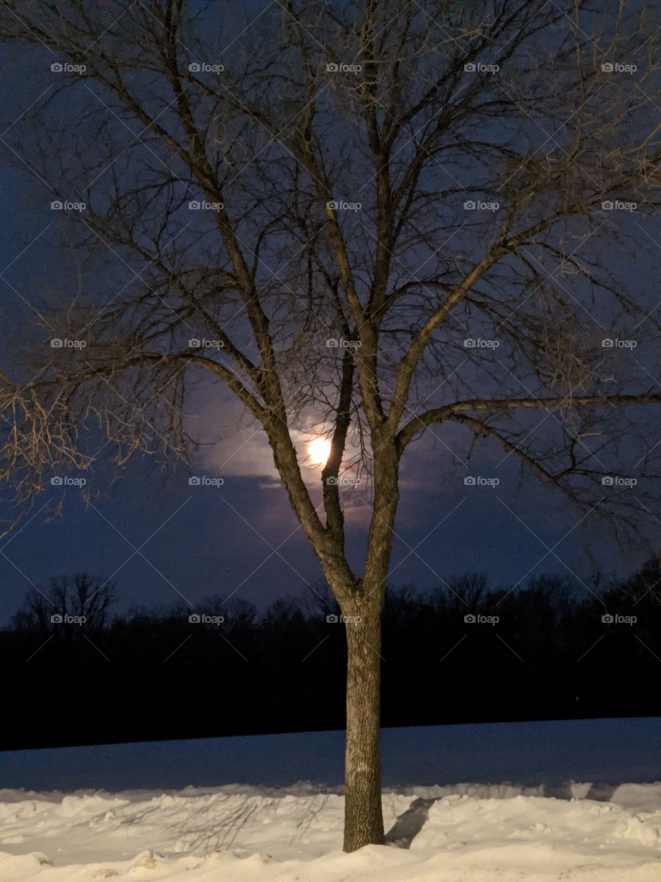 Early morning moon in the winter