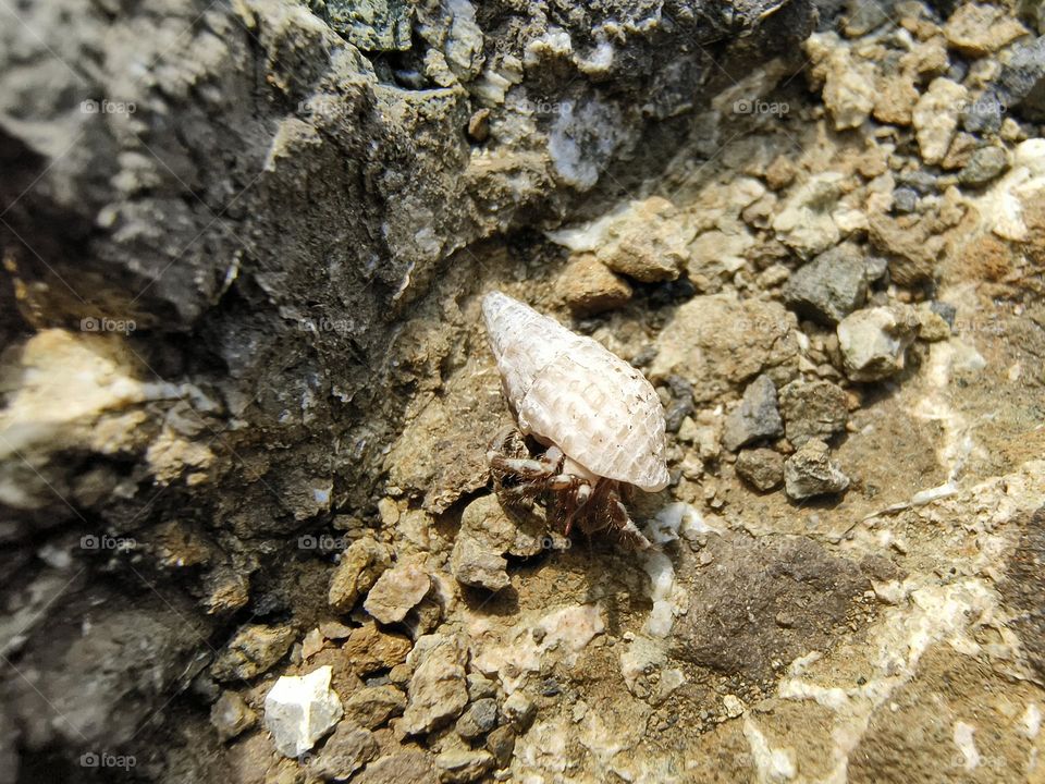 Hermit crab on a rock in the sea, closeup of photo