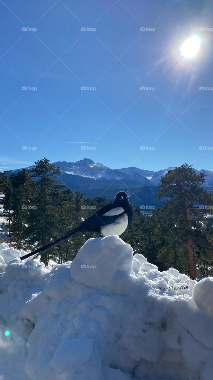 Bird catch into frame