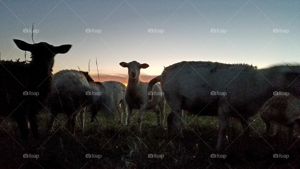 Mammal, No Person, Farm, Sheep, Cattle