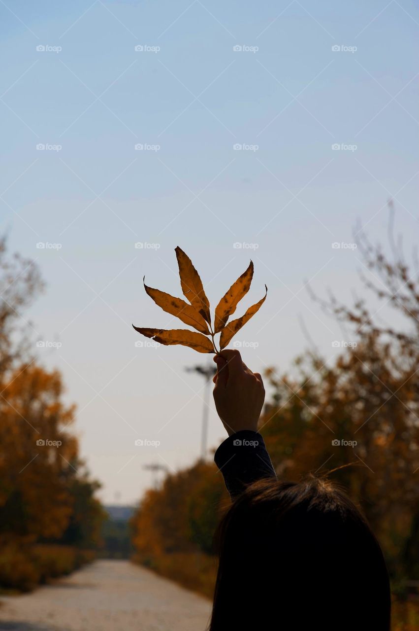 Leaf portrait of Autumn 