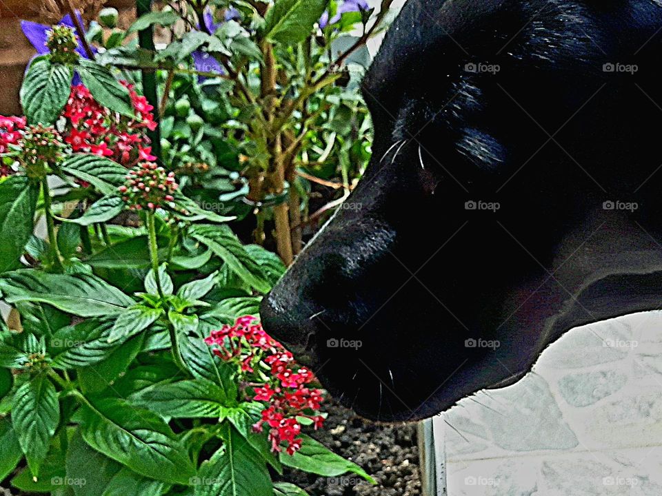 Black Labrador dog smell the flowers,  in the garden