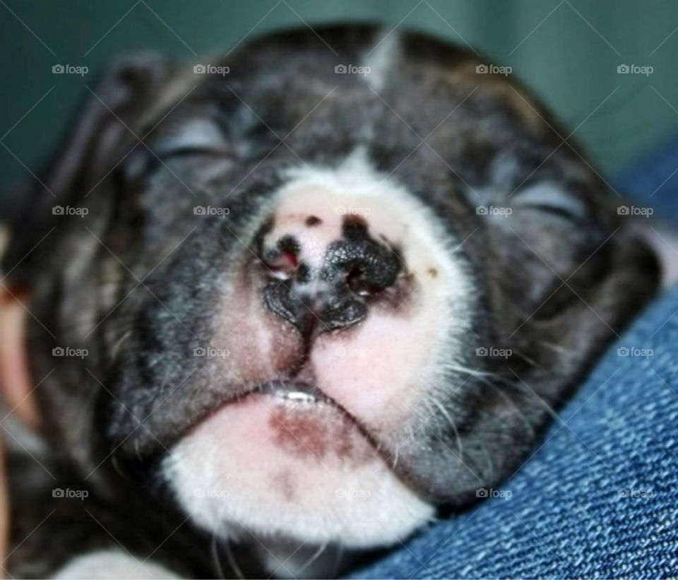 puppy sleep nose sova by paula