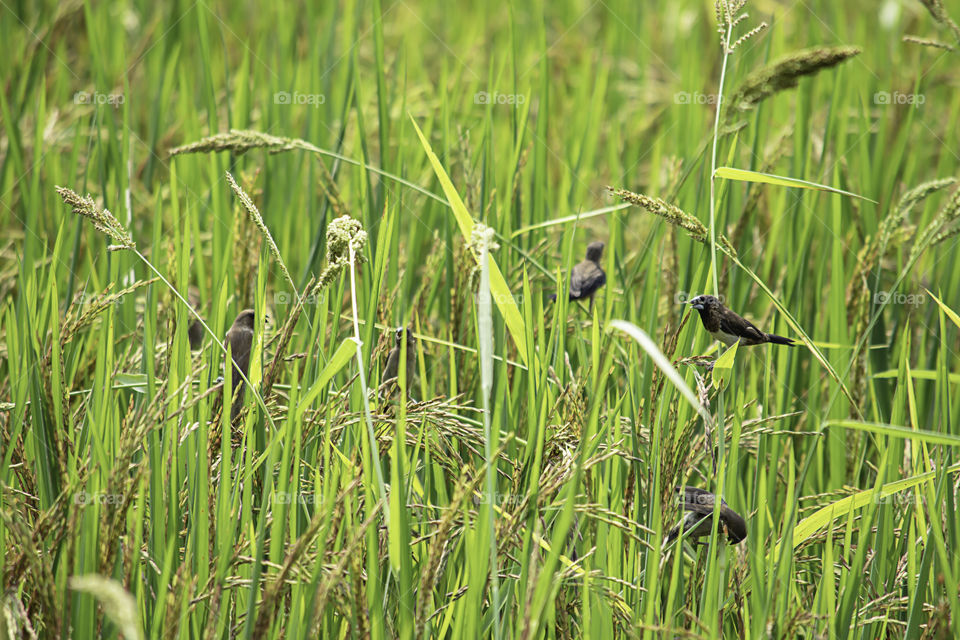 A bird eating on the trees in the field.