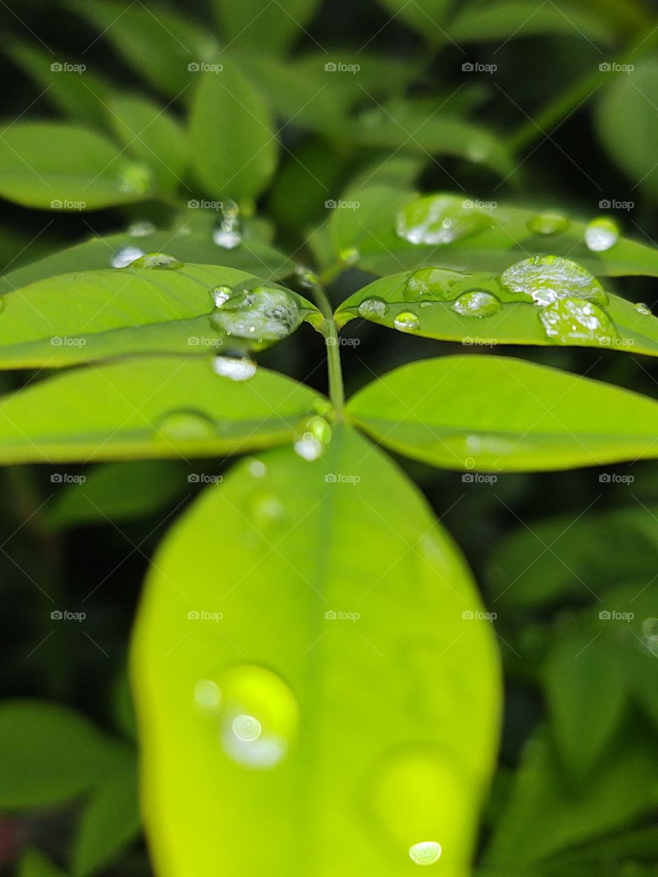 Rain Drops