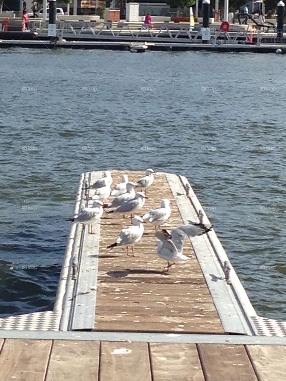 Seagulls at the Elizabeth Quay