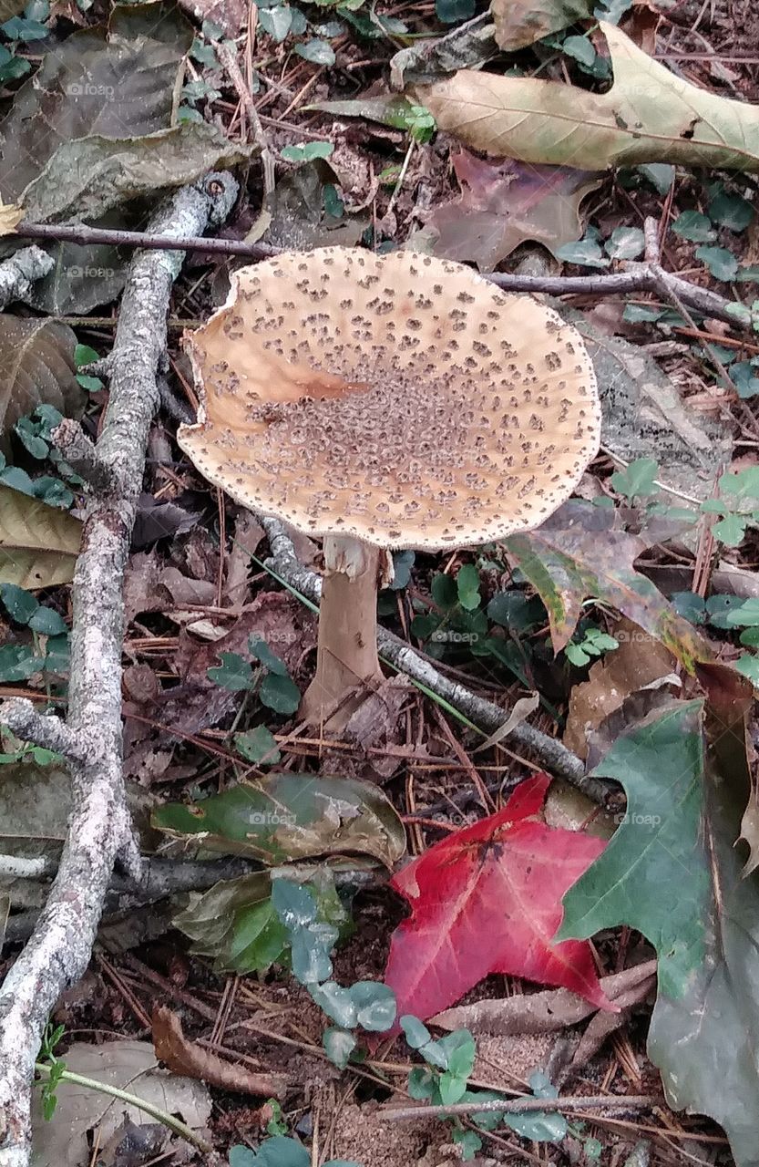 Wild mushroom