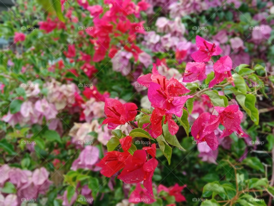 Bougainvillea is a perennial plant of the type of shrub.