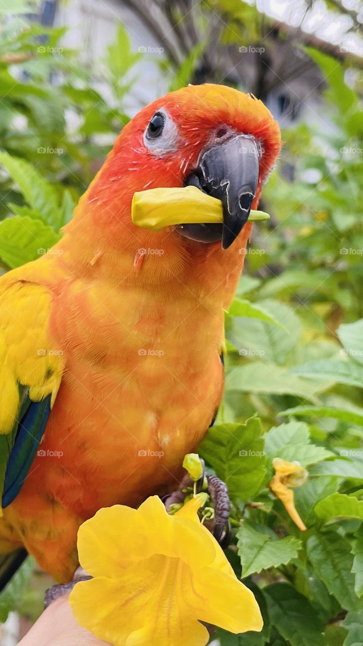 Birds and bees beauty