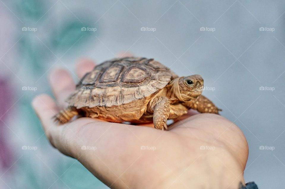 Sustainability of life