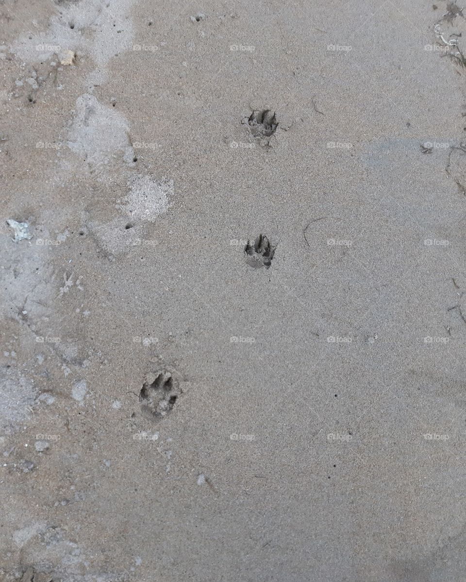 Dog's footsteps found on the sandy beach