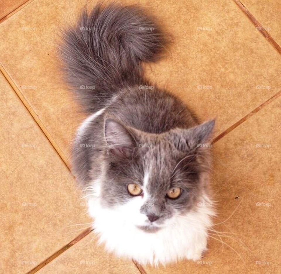 My persian cat Tom 😺