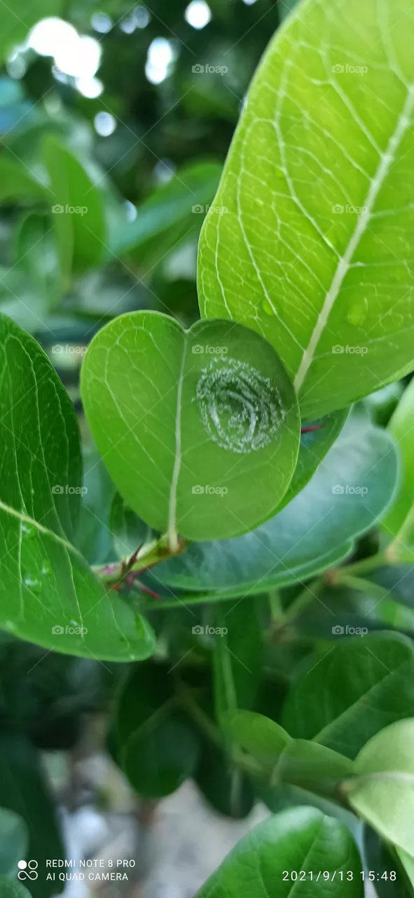 Nature Beauty#7