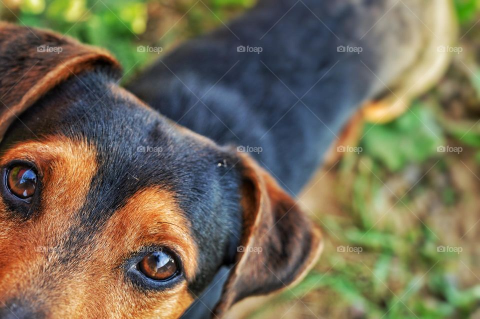 dachshund type dog looking at the camera