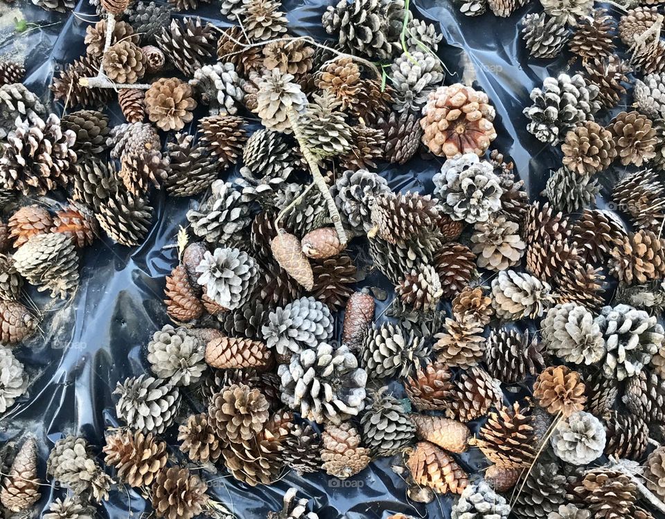 Pines from the pine trees 