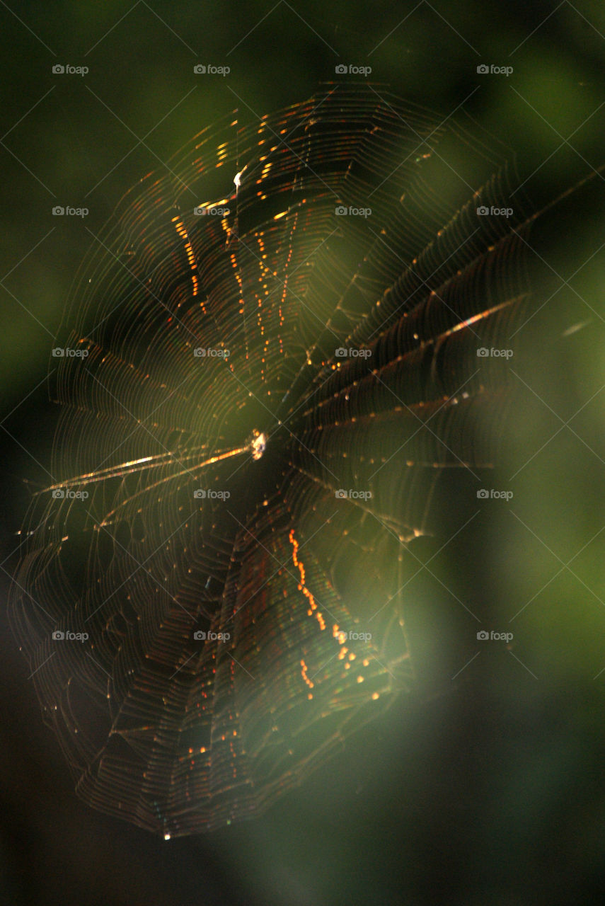 A spider's web looks delicate and vibrant in the sunshine.