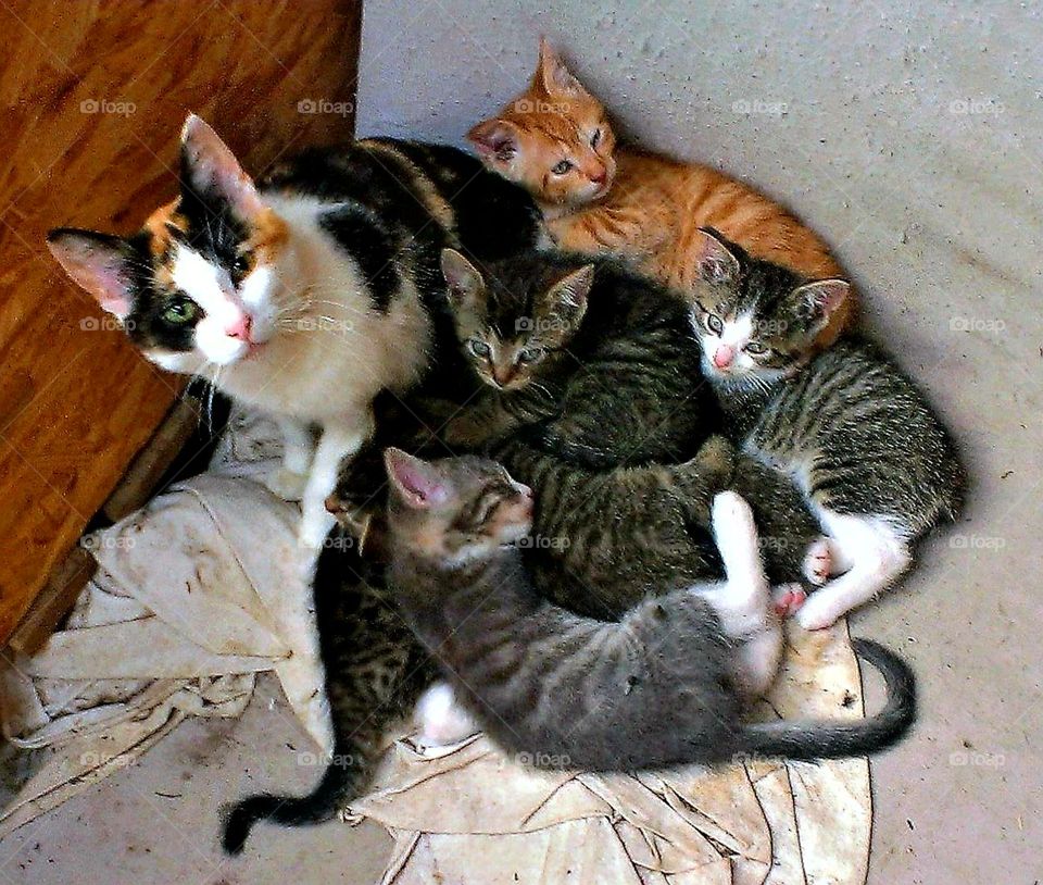 a young cat family with her mom protecting her family of 6 kitten. The cats live on a farm.