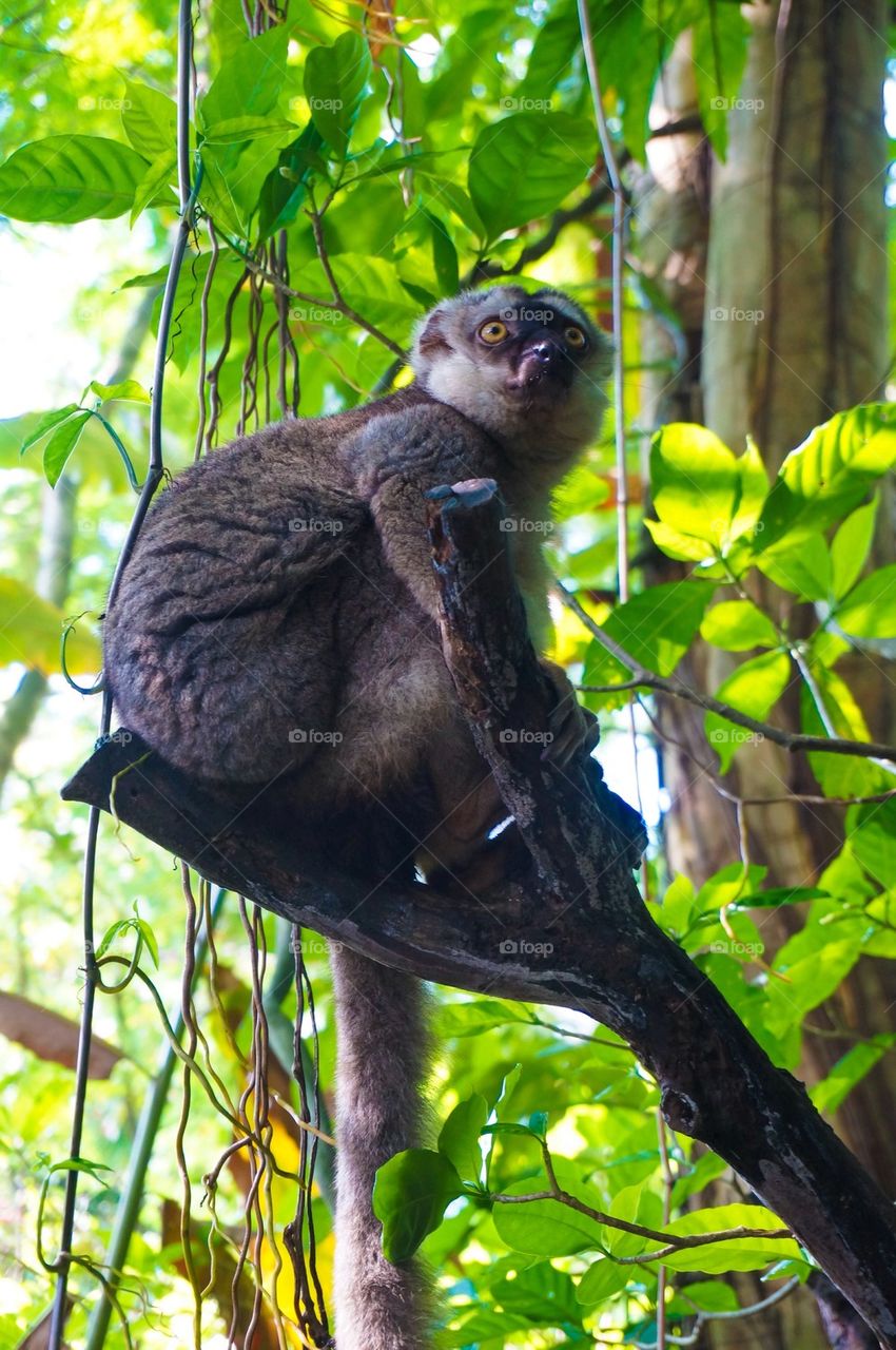 Monkey on a tree