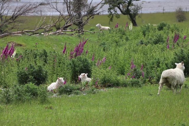 In the valley where lambs run free 