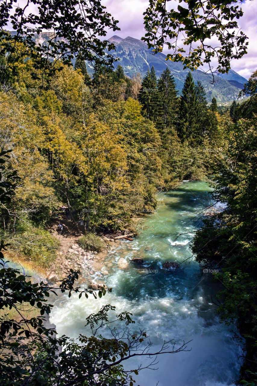 Alpine Forest in Vintgar Gorge